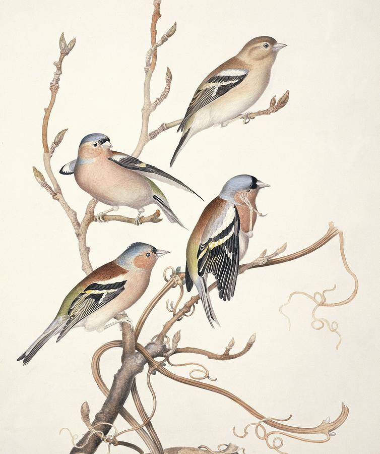 Nature Photograph - Common chaffinches, 19th century artwork by Science Photo Library