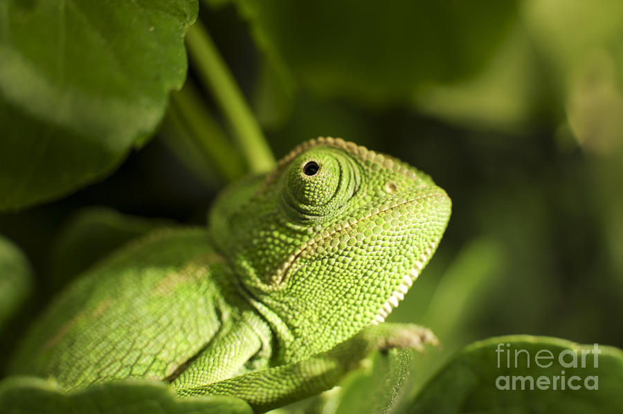 Common Chameleon Chamaeleo chamaeleon Photograph by Eyal Fischer