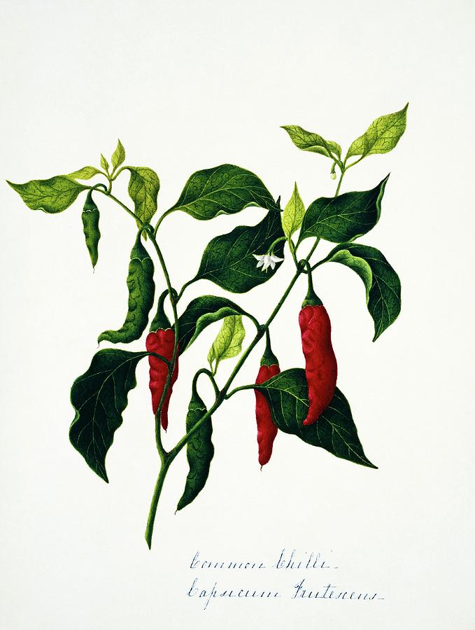 Common Chilli Flowers And Fruits Photograph by Natural History Museum, London/science Photo Library