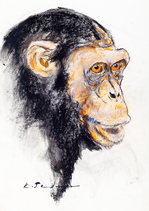 Common chimpanzee Drawing by Kurt Tessmann Fine Art America