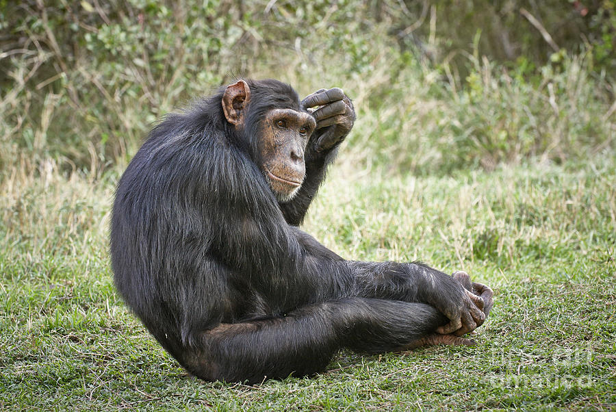 Приматы шимпанзе. Обезьяна. Виды обезьян. Обезьяна шимпанзе. Шимпанзе фото.