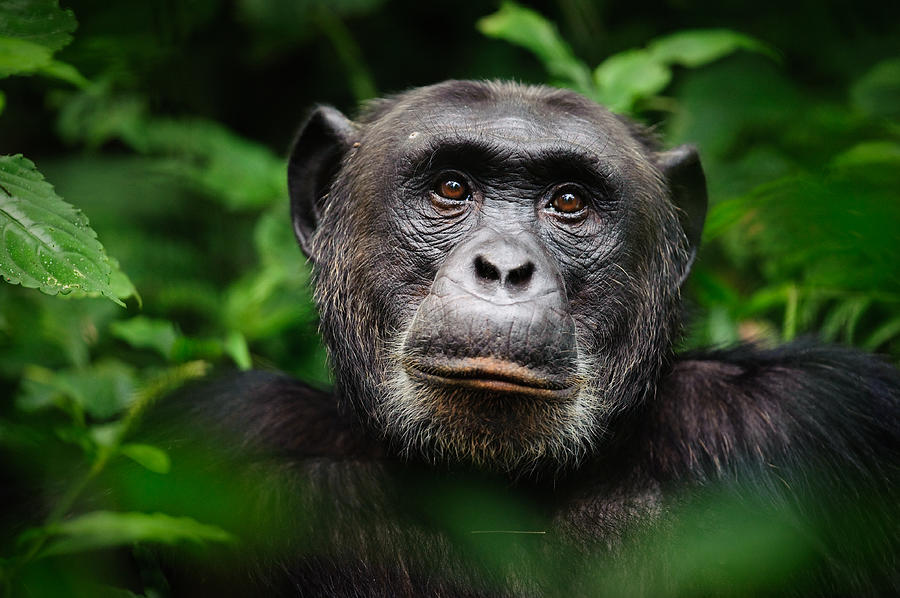 Common chimpanzee (Pan troglodytes), Kibale Forest National Park, Uganda Photograph by by Marc Guitard