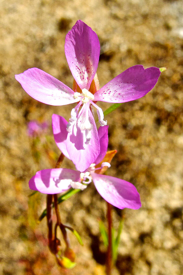 Common Clarkia in Park Sierra, California Photograph by Ruth Hager