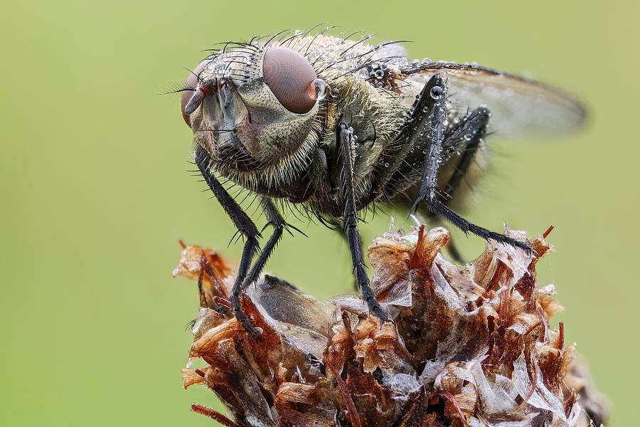 Common Cluster Fly Photograph by Heath Mcdonald
