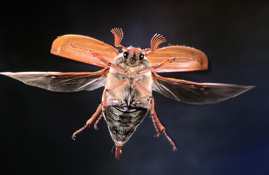 Common Cockchafer Flying Photograph by Jef Meul