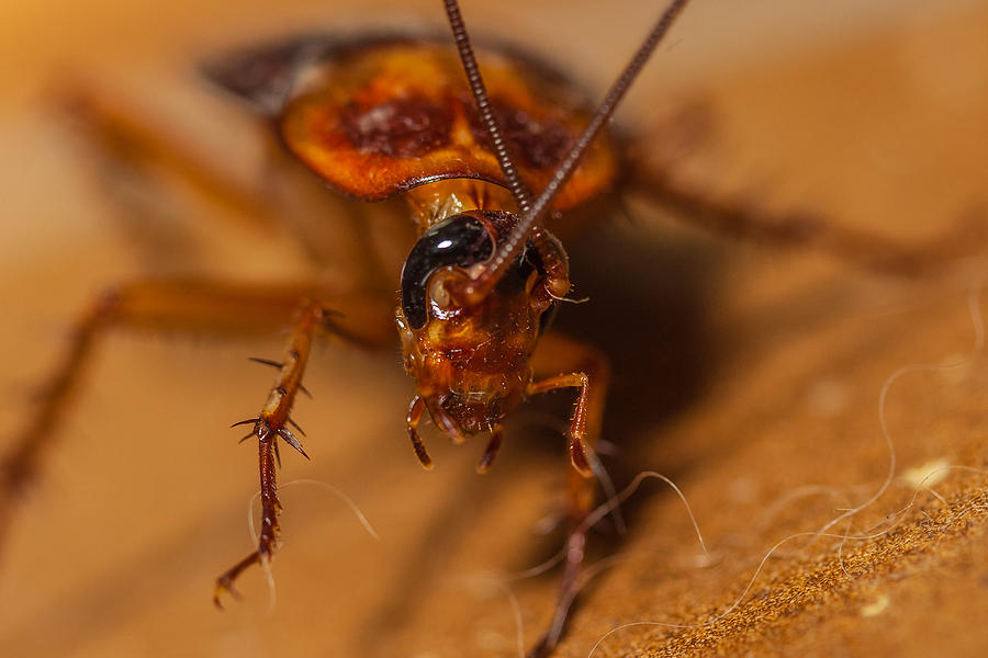 Common Cockroach Face Photograph by Craig Lapsley - Fine Art America