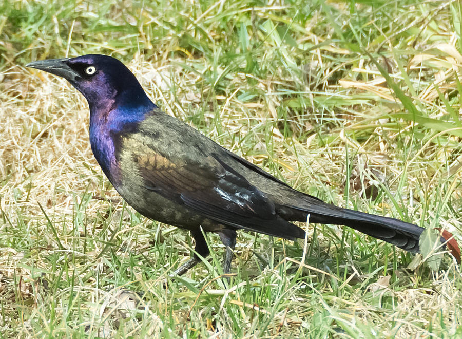Common Grackle Photograph by Holden The Moment Common Grackle Photograph by Holden The Moment