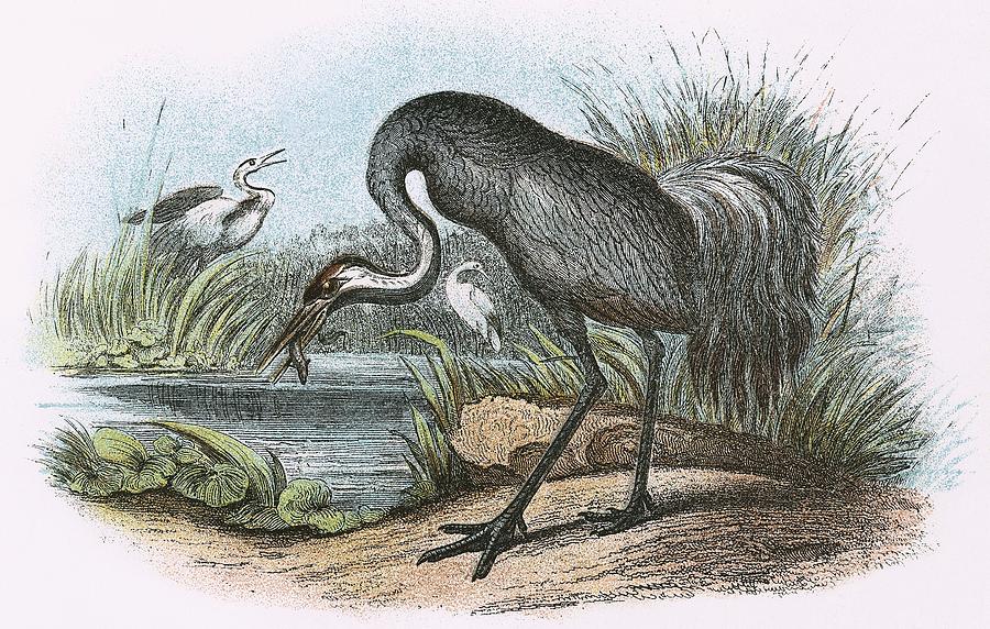 Common Crane Painting by English School - Fine Art America