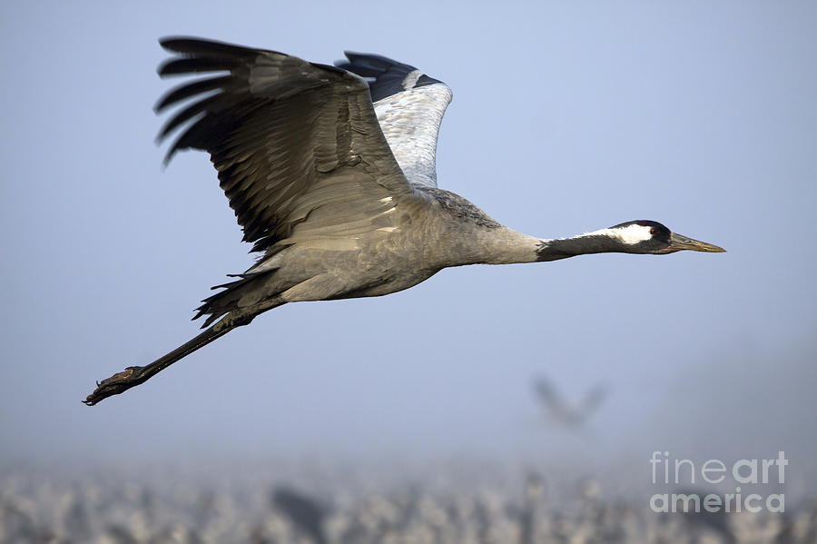 Common Crane Grus grus 1 Photograph by Nir Ben-Yosef - Fine Art America