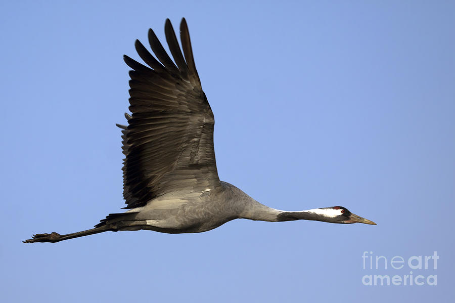 Common Crane Grus grus Photograph by Nir Ben-Yosef