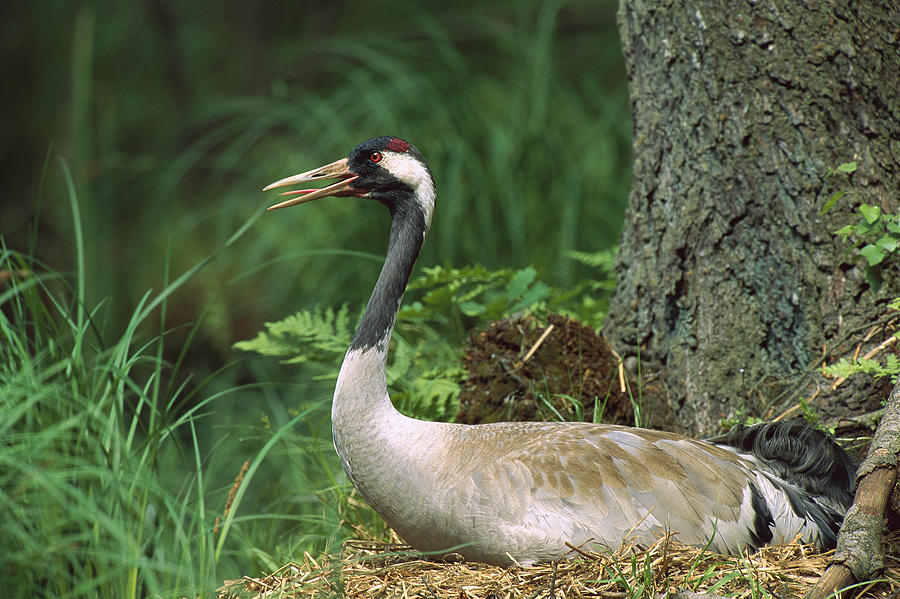 Common Crane On Nest Europe Photograph by Konrad Wothe