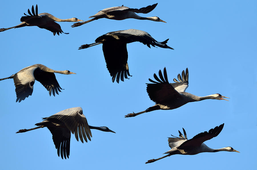 Bird Photograph - Common Crane by Yosef Erpert