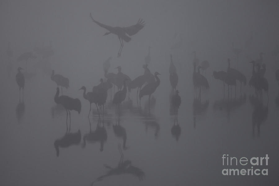 Common cranes Photograph by Alon Meir