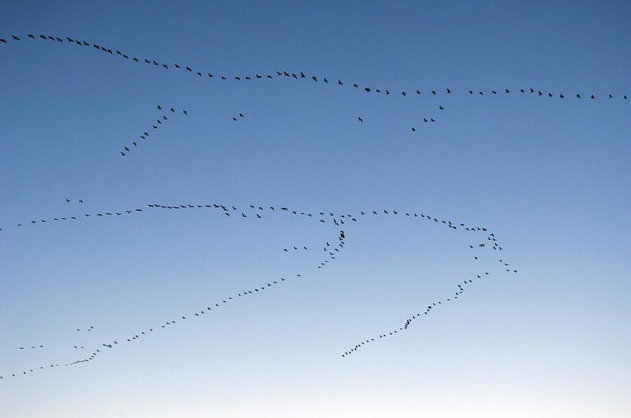 Common Cranes In Flight Photograph by Bildagentur-online/mcphoto-rolfes