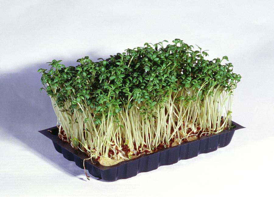 Vegetable Photograph - Common Cress by Chris Martin Bahr/science Photo Library