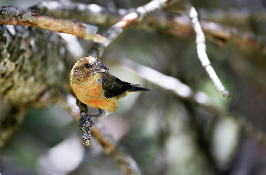 Nature Photograph - Common Crossbill Female by Dr P. Marazzi
