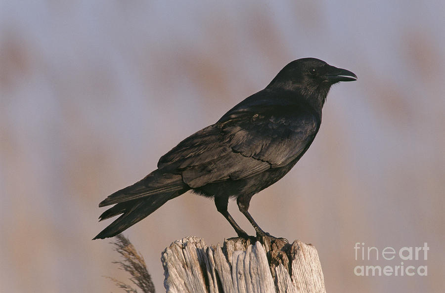 Crow Photograph - Common Crow, New Jersey by Art Wolfe