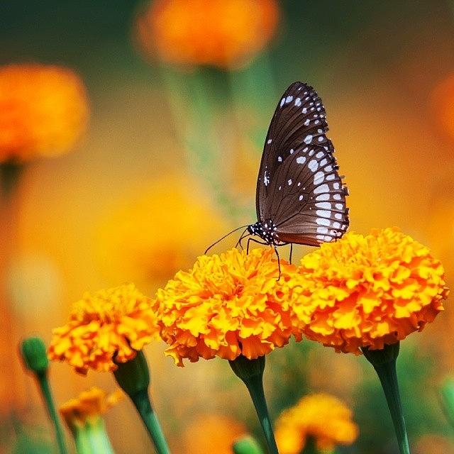 Butterfly Photograph - Common Crow On Marigold by Hitendra SINKAR
