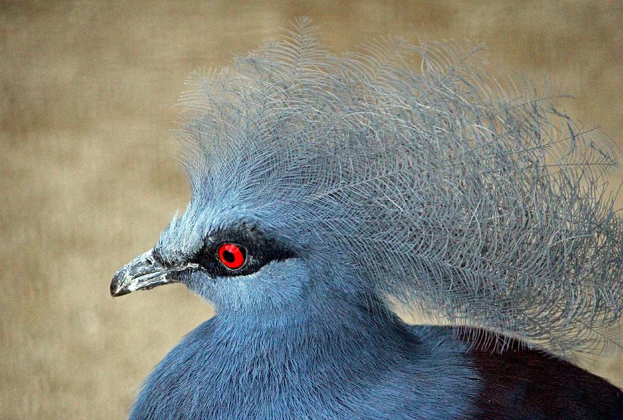 Common Crowned Pigeon Photograph by Cynthia Guinn
