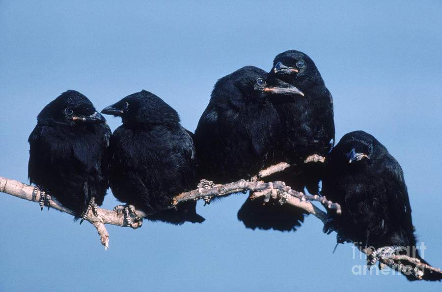 Wildlife Photograph - Common Crows by Art Wolfe