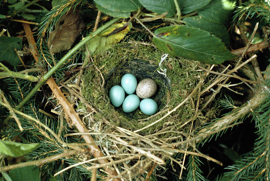 Cuckoo Eggs Photograph by John Hawkins