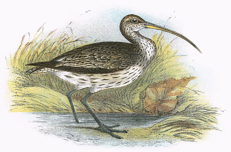 Common Curlew Painting by English School | Fine Art America