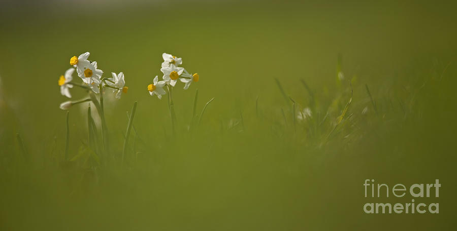Common Daffodil Photograph by Alon Meir