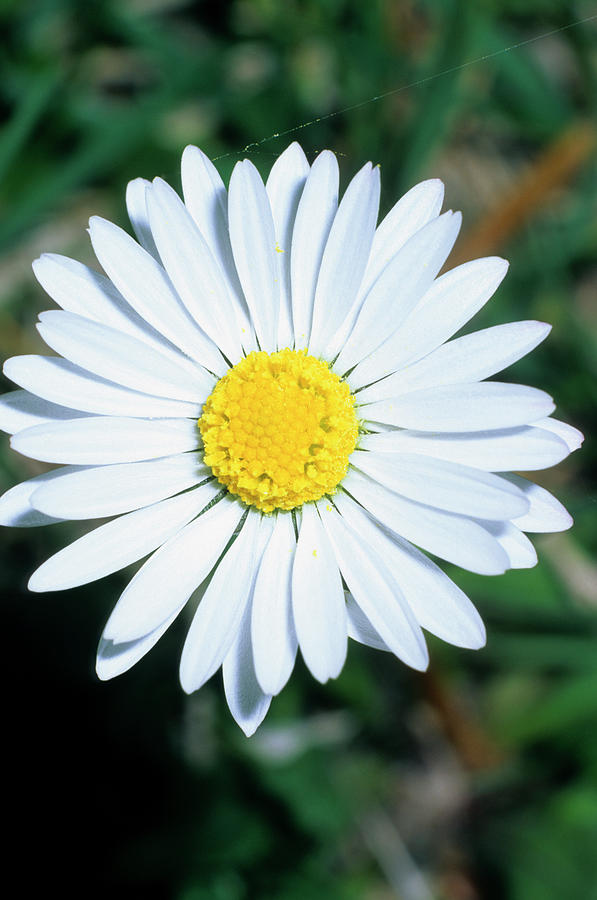Nature Photograph - Common Daisy (bellis Perennis) by Bruno Petriglia/science Photo Library