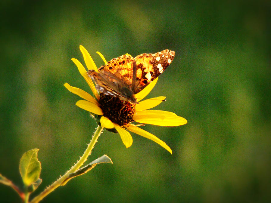 Common Daisy Photograph by Beverly Guilliams - Fine Art America