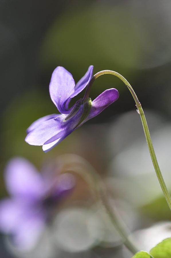 Common dog-violet (Viola riviniana) Photograph by Science Photo Library -  Fine Art America
