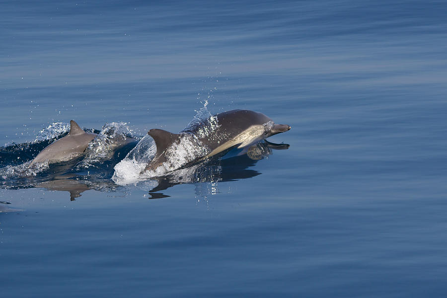 Common dolphin - Dauphin commun Photograph by Nature and Wildlife Photography
