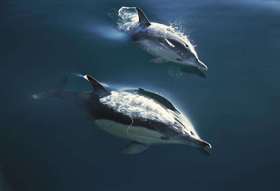 Common Dolphin Pair Jumping Golden Bay Photograph by Tui De Roy