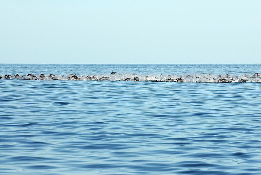 Common Dolphin Pod Photograph by Christopher Swann/science Photo Library