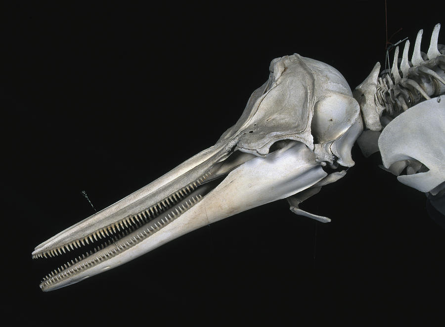 Common Dolphin Skull Photograph by Hiroya Minakuchi