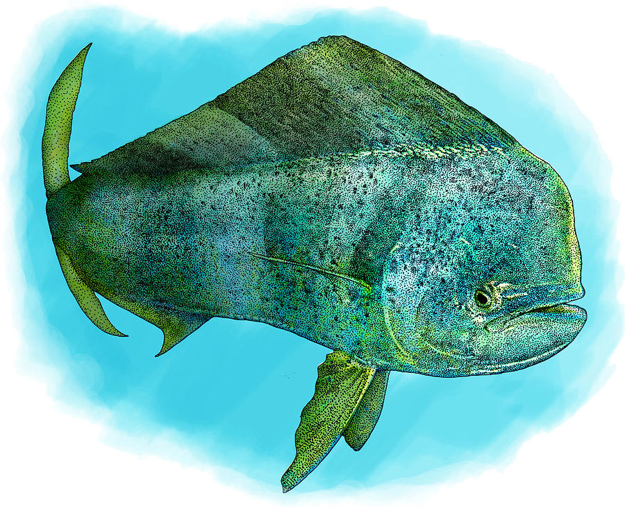 Common Dolphinfish Photograph by Roger Hall