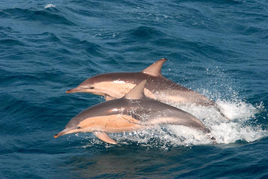 Common dolphins Photograph by Crystal Beckmann - Fine Art America