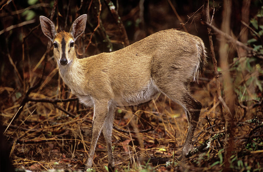 common duiker