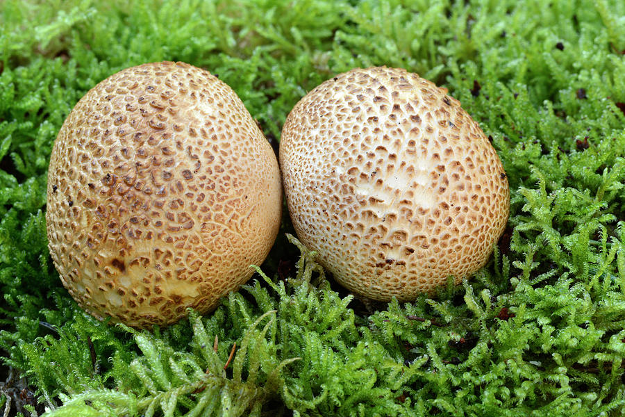 Mushroom Photograph - Common Earthballs by Nigel Downer/science Photo Library