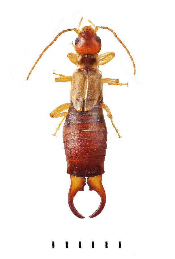 Common Earwig Photograph by Natural History Museum, London