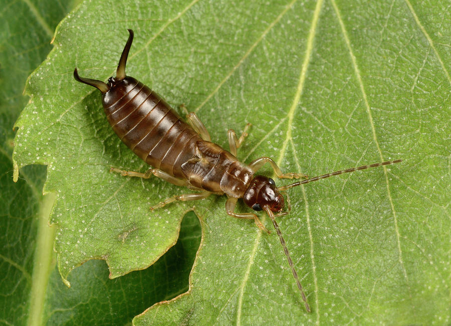 Common Earwig Photograph by Nigel Downer/science Photo Library - Fine ...