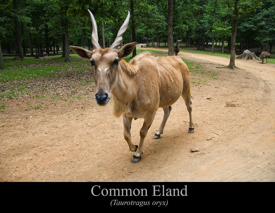 Common Eland Digital Art - Common Eland by Flees Photos