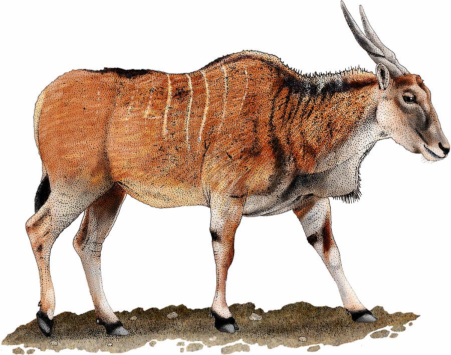 Common Eland Photograph by Roger Hall