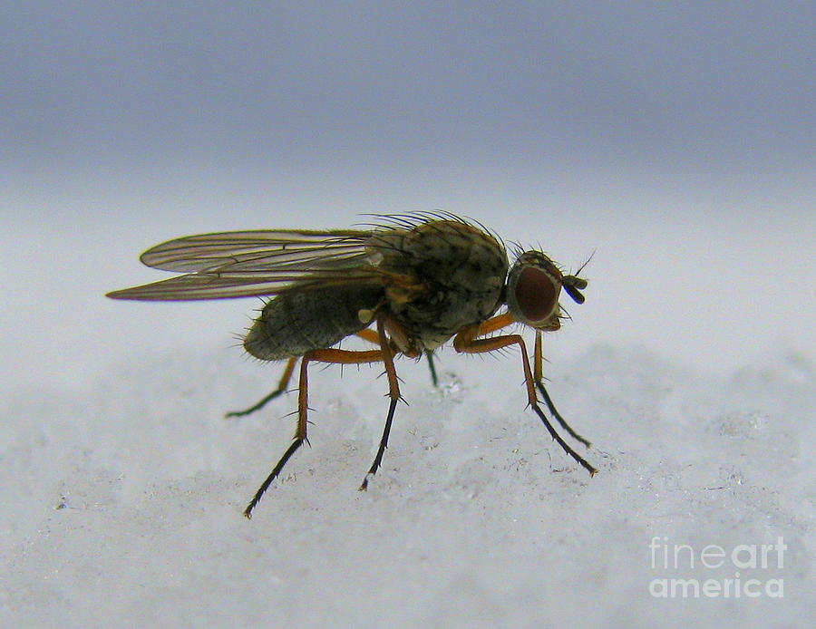 Nature Photograph - Common Fly by Leone Lund