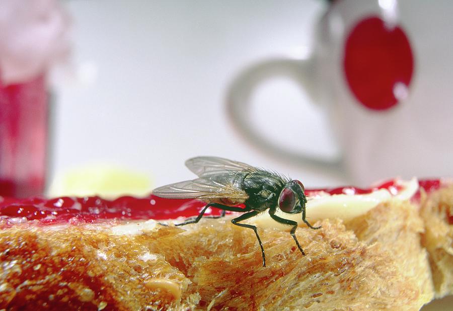 Bread Photograph - Common Fly On Jam by Pascal Goetgheluck/science Photo Library