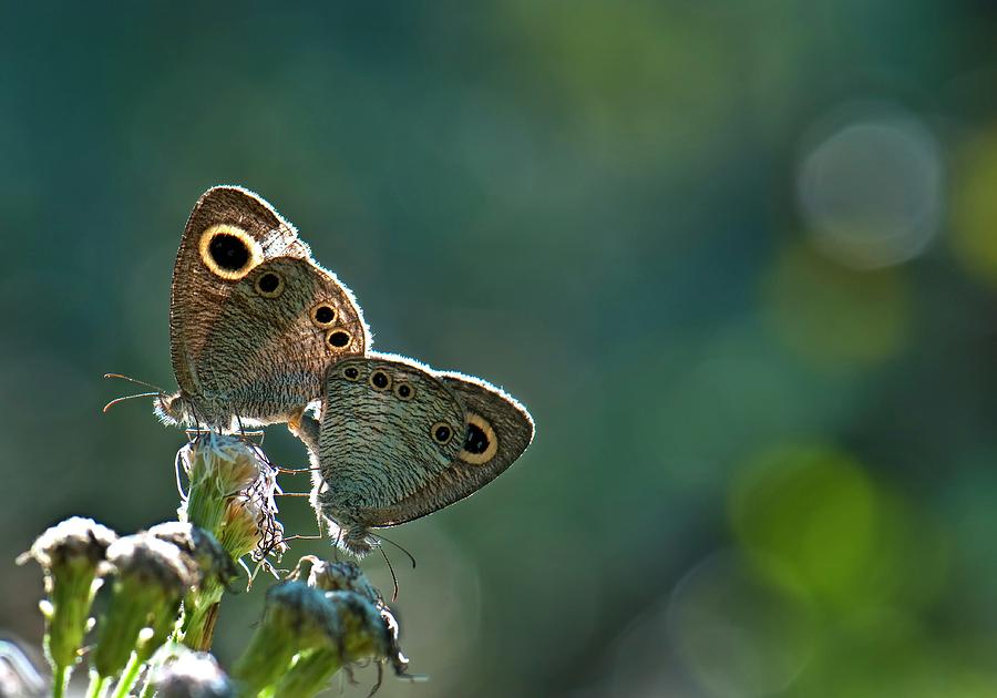 Common Four Ring (Ypthima huebneri) | Rings, Butterfly, Photography