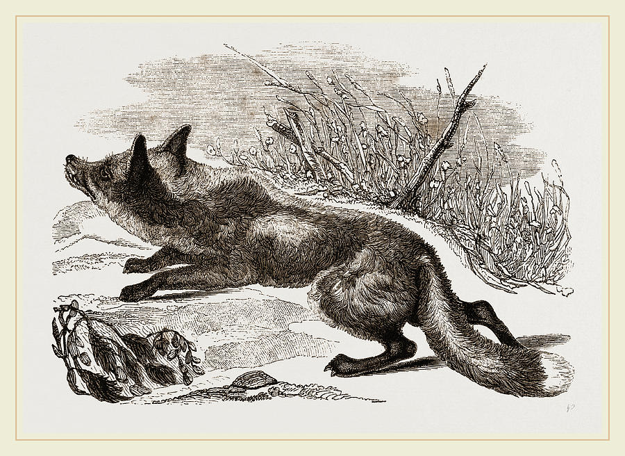 Common Fox Drawing by Litz Collection | Fine Art America