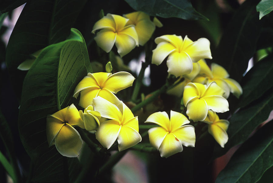 Nature Photograph - Common Frangipani Flowers by Duncan Smith/science Photo Library