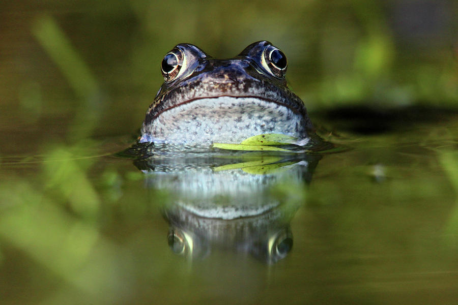 Common Frog In Pond Photograph by Iain Lawrie