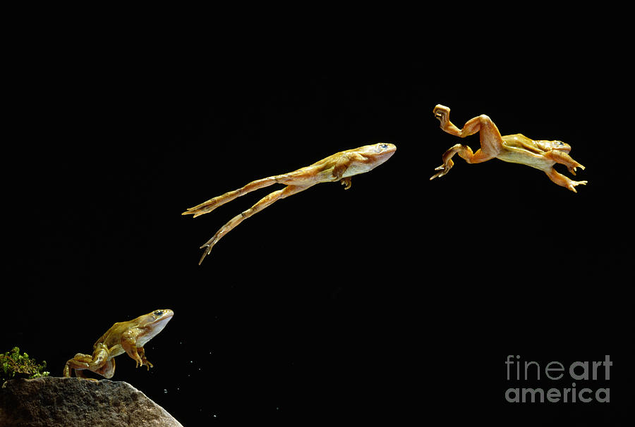 Wildlife Photograph - Common Frog Leaping by Stephen Dalton