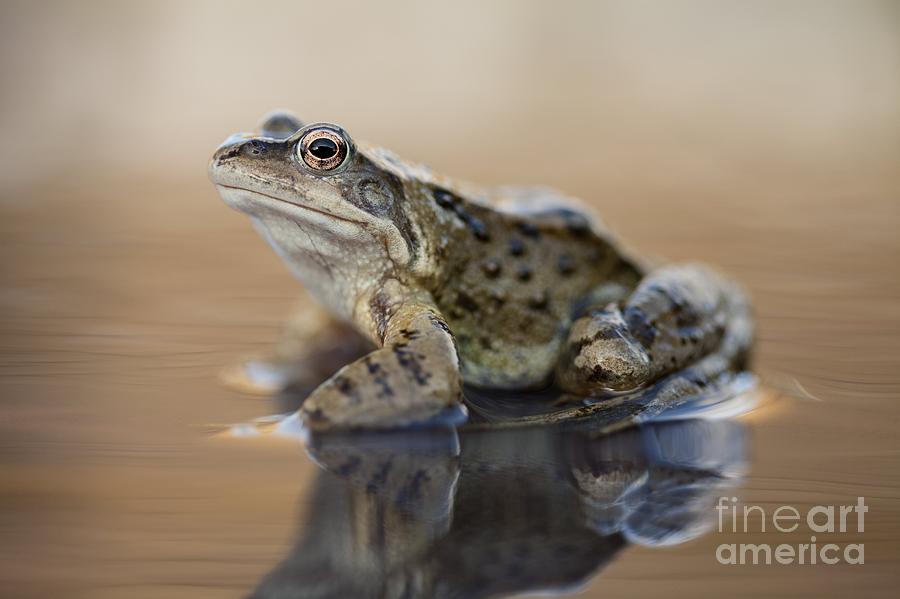 Common Frog On A Pond Photograph by Simon Booth Pixels
